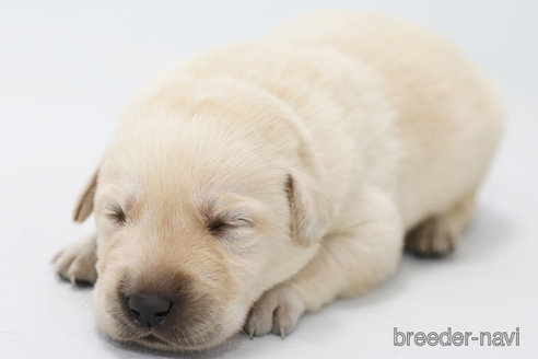 成約済の神奈川県のラブラドールレトリーバー-357559の3枚目